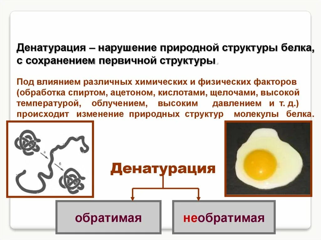 Процессы денатурации белка. Структура белка денатурация. Денатурация первичной структуры белка. Биологические факторы денатурации белка. Денатурация белка презентация.