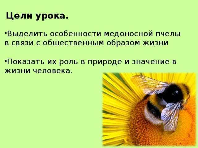 Какую пользу приносит пчела. Роль пчел в природе и жизни человека. медоносная пчела роль в жизни человека. ролт недоносной пчелы в природе. + и - пчёл в природе и жизни человека.