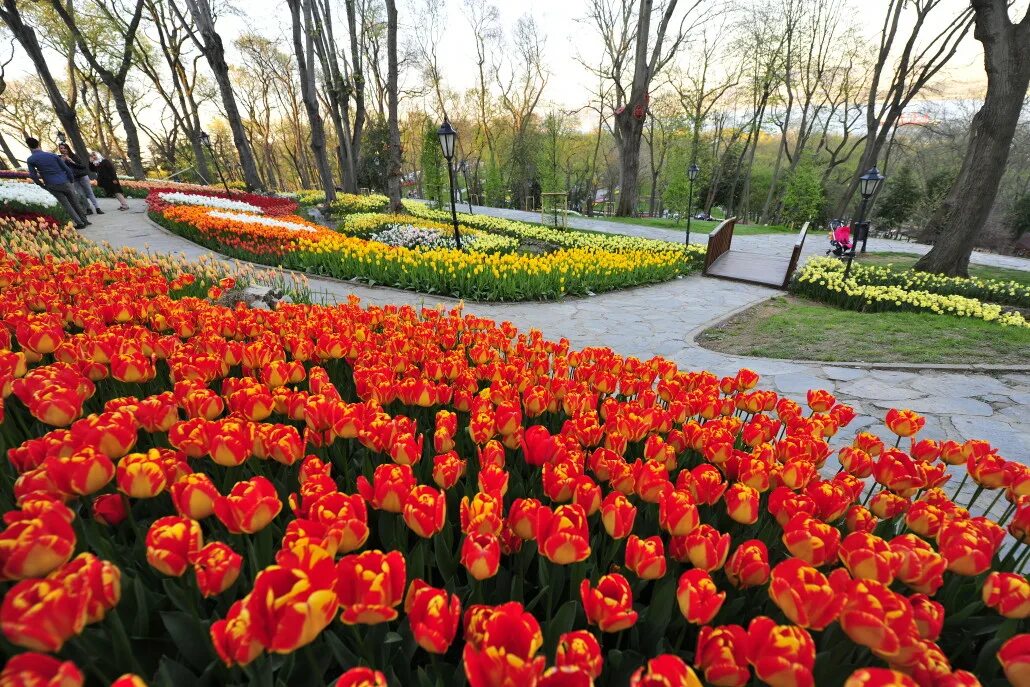 Гюльхане парк стамбул. Парк эмирган в стамбуле. парк эмирган (emirgan korusu). парк эмирган фестиваль тюльпанов. парк эмирган в стамбуле тюльпаны.