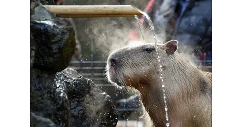Животное воду живой