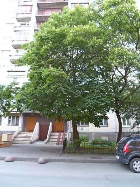 Аллея каштанов кишинев. Аллея каштанов шаумяна. Каштаны в москве. Каштаны в питере. Каштаны в питере.