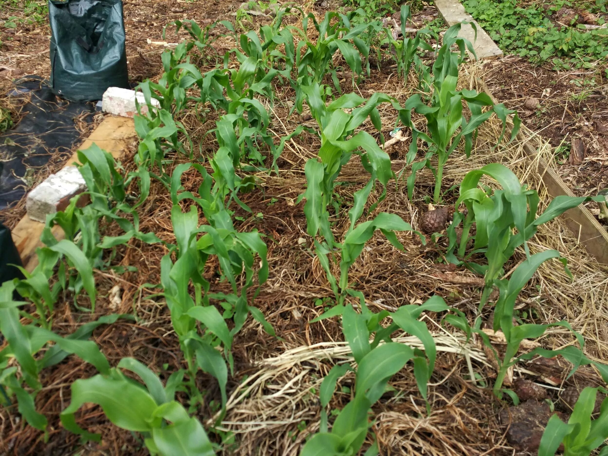 Как посадить кукурузу в огороде в открытый. Рассада кукурузы. Высаживание кукурузы рассады. Мульчирование кукурузы. Посадка кукурузы на грядке.