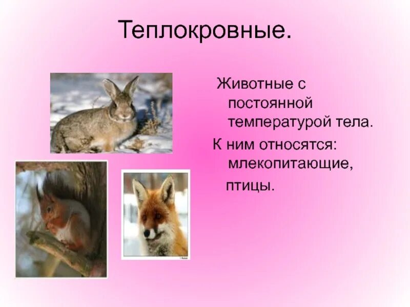 Выберите животных не имеющих постоянной температуры тела. Животные с постоянной температурой тела. теплокровные животные. животные с непостоянной температурой тела называются. теплокровные млекопитающие.