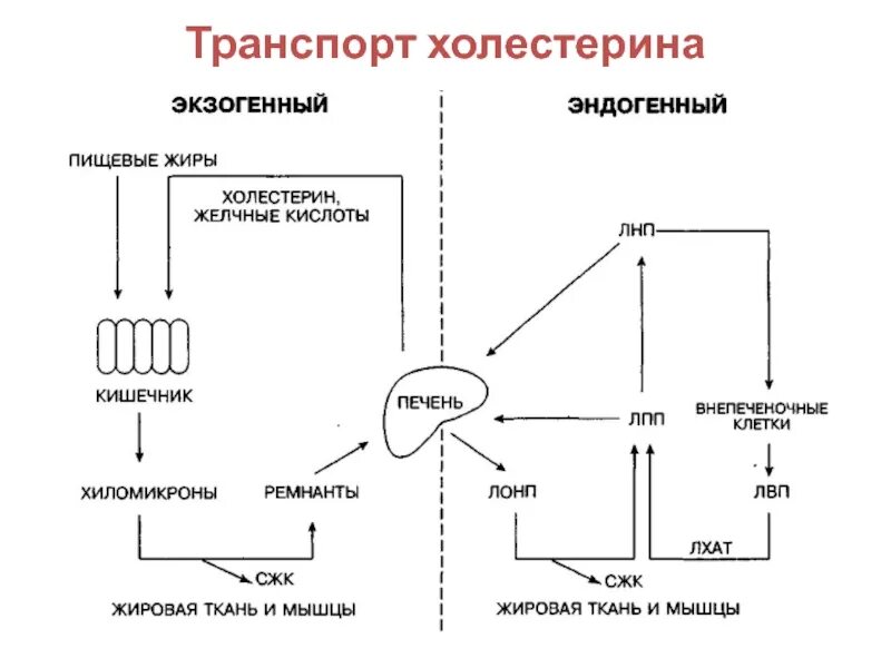 Пути использования холестерина в различных тканях. Пути использования холестерина в различных тканях