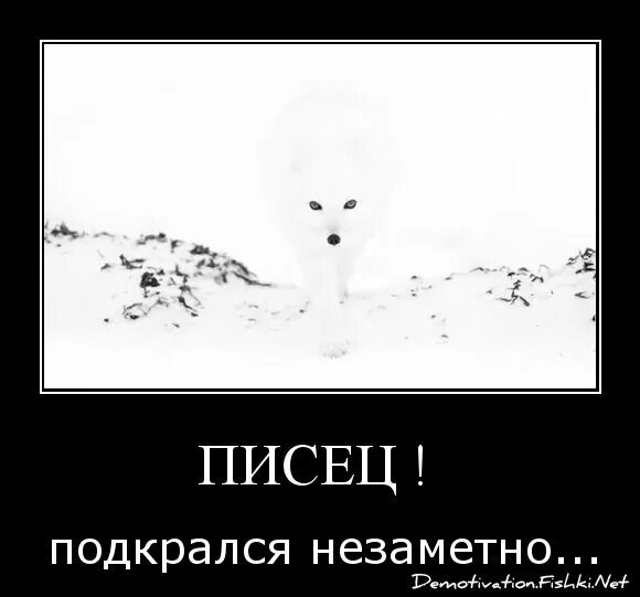 Группа выход обложка. Полярный лис подкрался незаметно. Под крался. Писец подкрался незаметно хоть виден был издалека. Пипец подкрался незаметно.