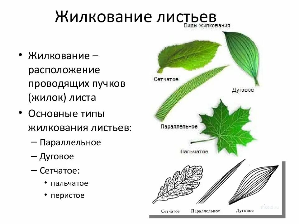 Типы жилкования листьев рисунок. Типы жилкования листьев схема. Пальчатое строение листьев. Жилкование листьев таблица. Четыре формы листа