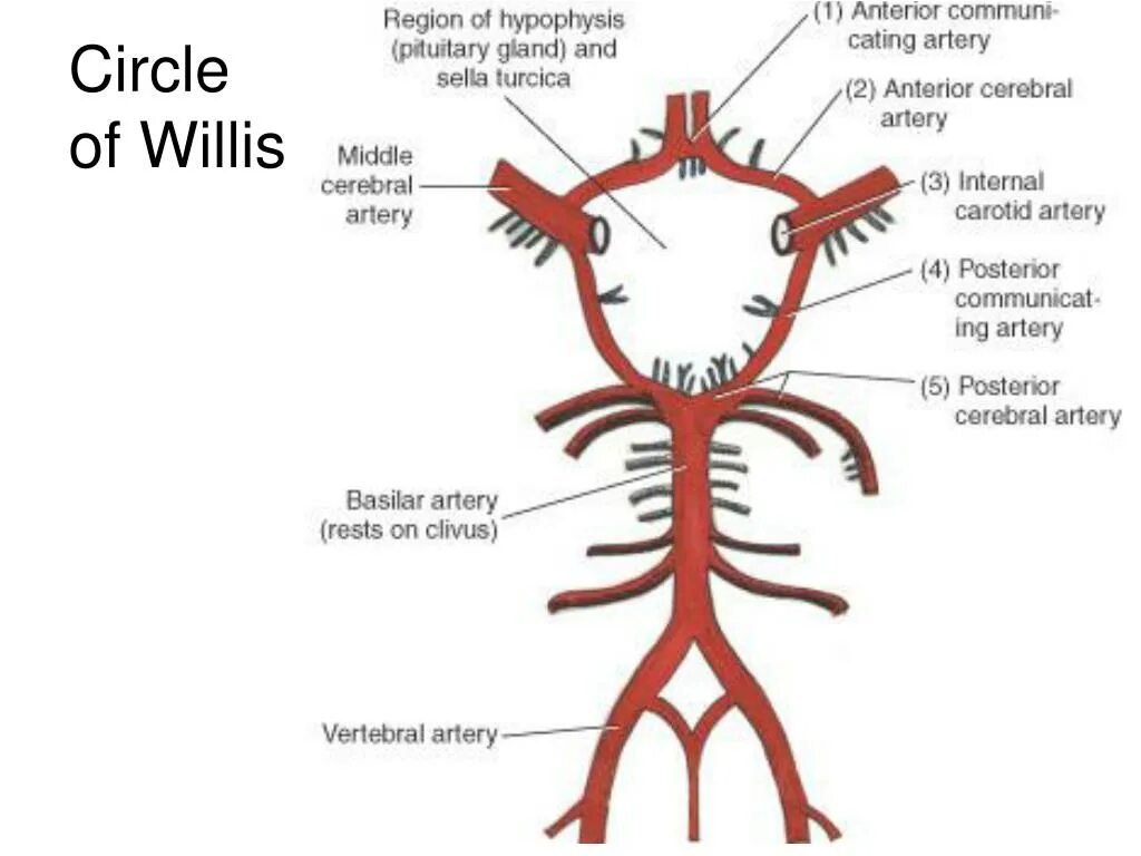 Развитие виллизиева круга в виде отсутствия кровотока. Малый артериальный круг Захарченко. Виллизиев круг. Артериальный круг Захарченко анатомия. Виллизиев и Захарченко круги.