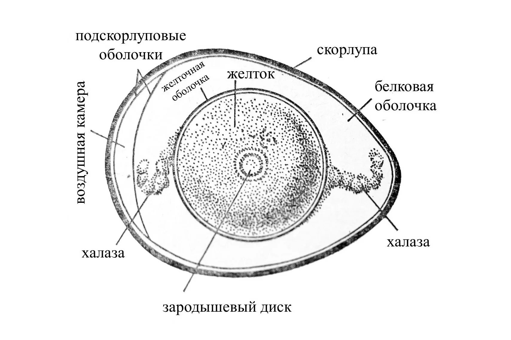 Внутреннее строение яйца и функции. Схему строения яйцеклетки птицы. Схема строения яйца птицы. Строение яйцеклетки яйца.