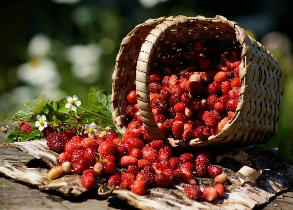 Ягоды летом. Красивые ягоды. Лето ягоды. Ягоды в лукошке.