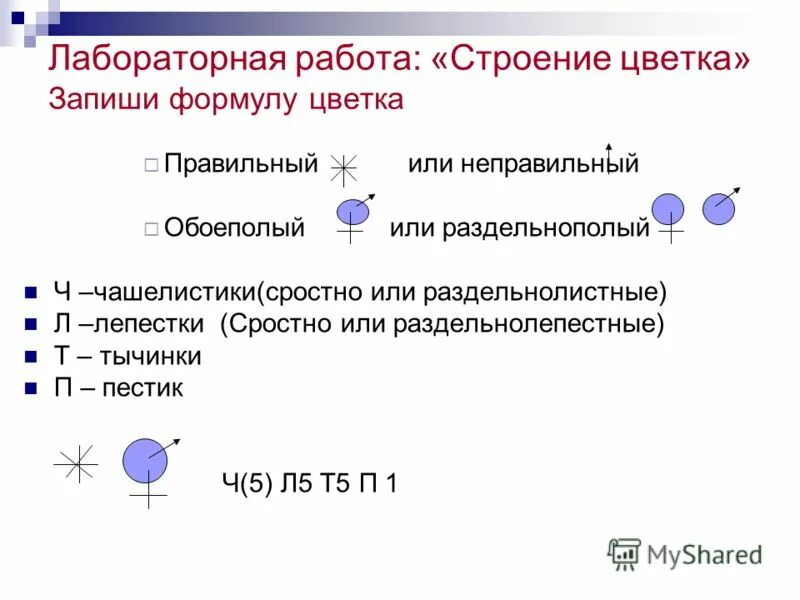 Лабораторная работа строение цветка 7 класс. Лабораторная работа строение цветка 7 класс