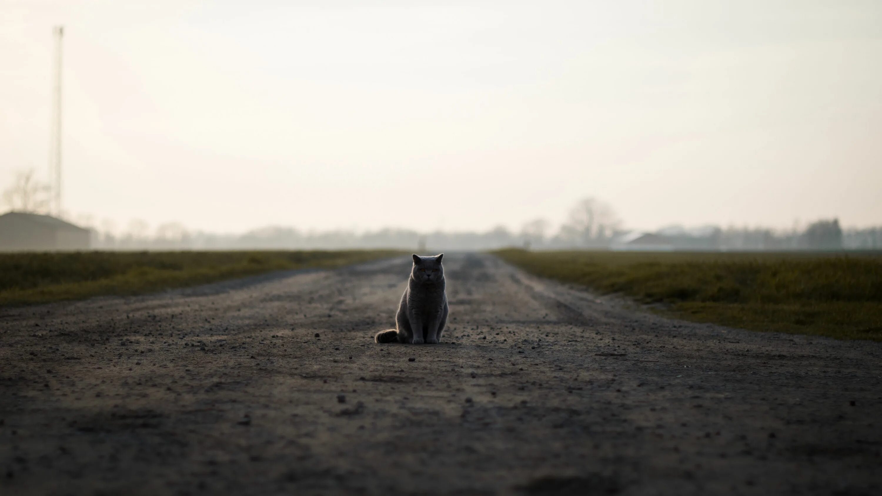 Далекий выглянуть. Котенок на дороге. Кот сидит на дороге. Уходящая кошка. Кот в далеке.