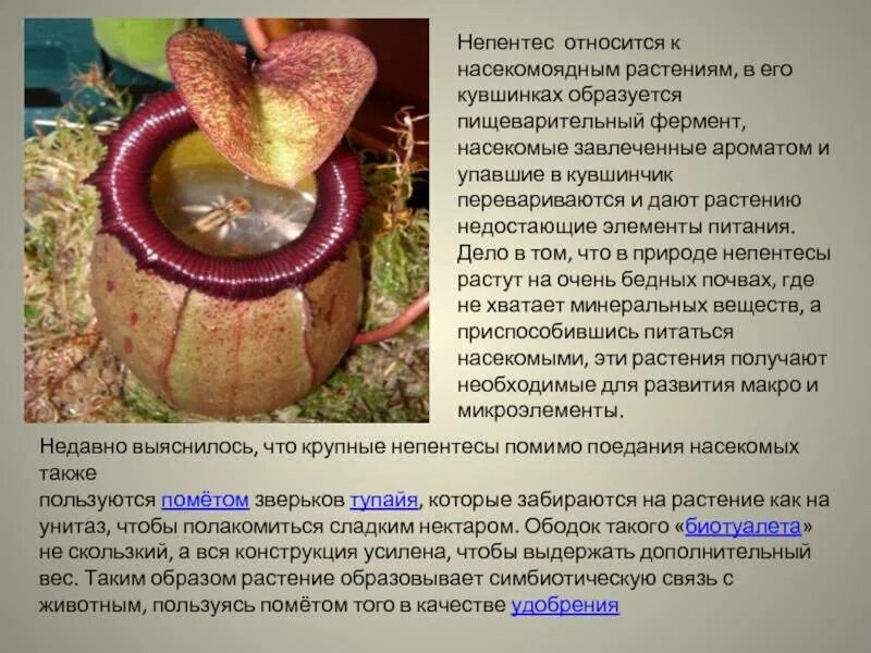 Является ли растение. Непентес описание. непентес сообщение. непентес растение описание. непентес интересные факты.