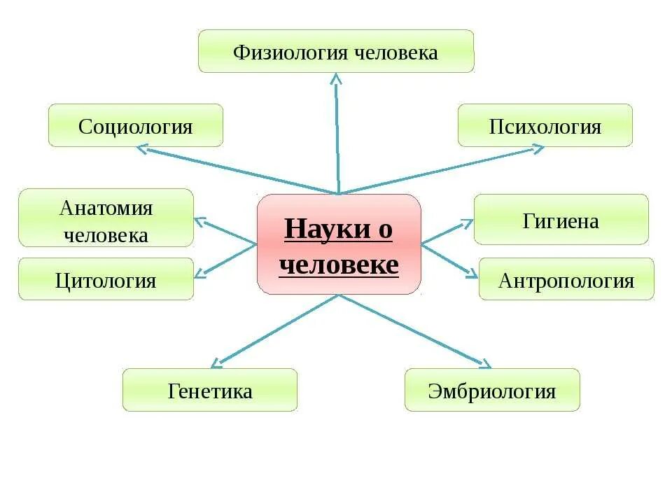 Науки о человеке схема. Науки о человеке биология. Отрасли биологии. Науки об организме человека.