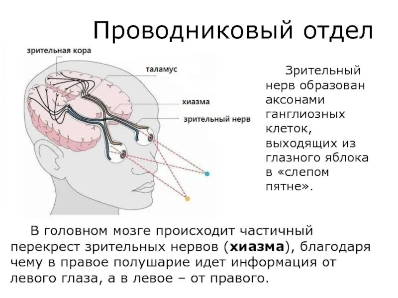 Зрительный нерв образован. Периферический проводниковый и корковый отделы речевого анализатора. Проводниковый отдел зрительного анализатора. Проводниковый и корковый отделы зрительной системы.. Анализаторы периферический отдел проводниковый отдел.