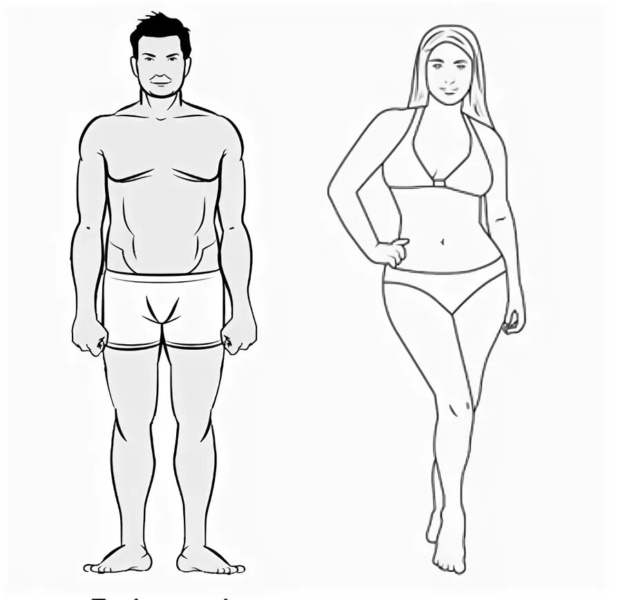 Фигура человека название. Эндоморф референс. Типы мужских фигур. Типы телосложения у мужчин. Телосложение мужчины по параметрам.
