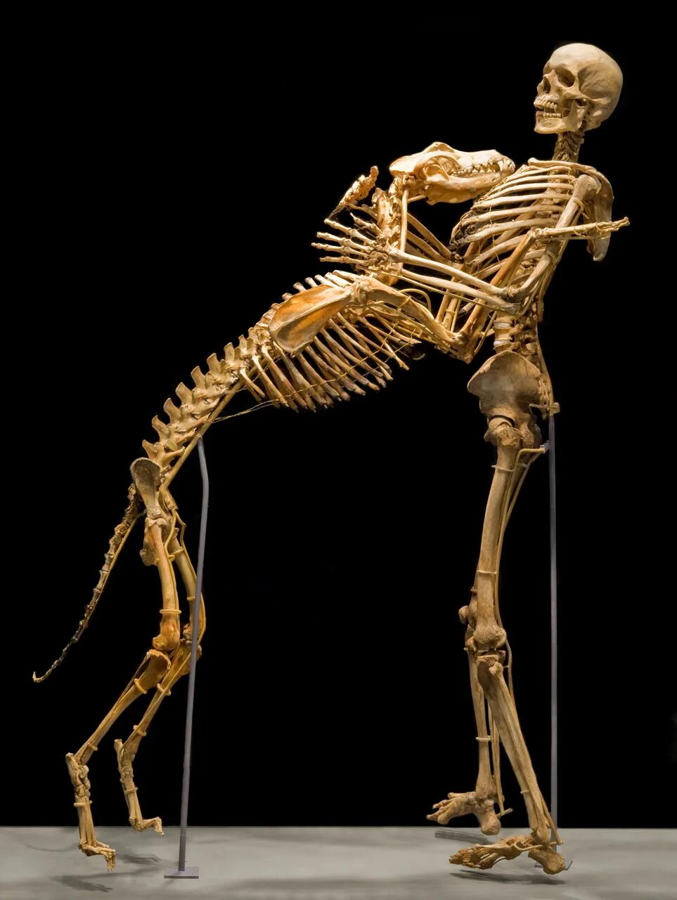 Антрополог гровер Кранц. Скелет. Скелет человека. Скелет собаки.