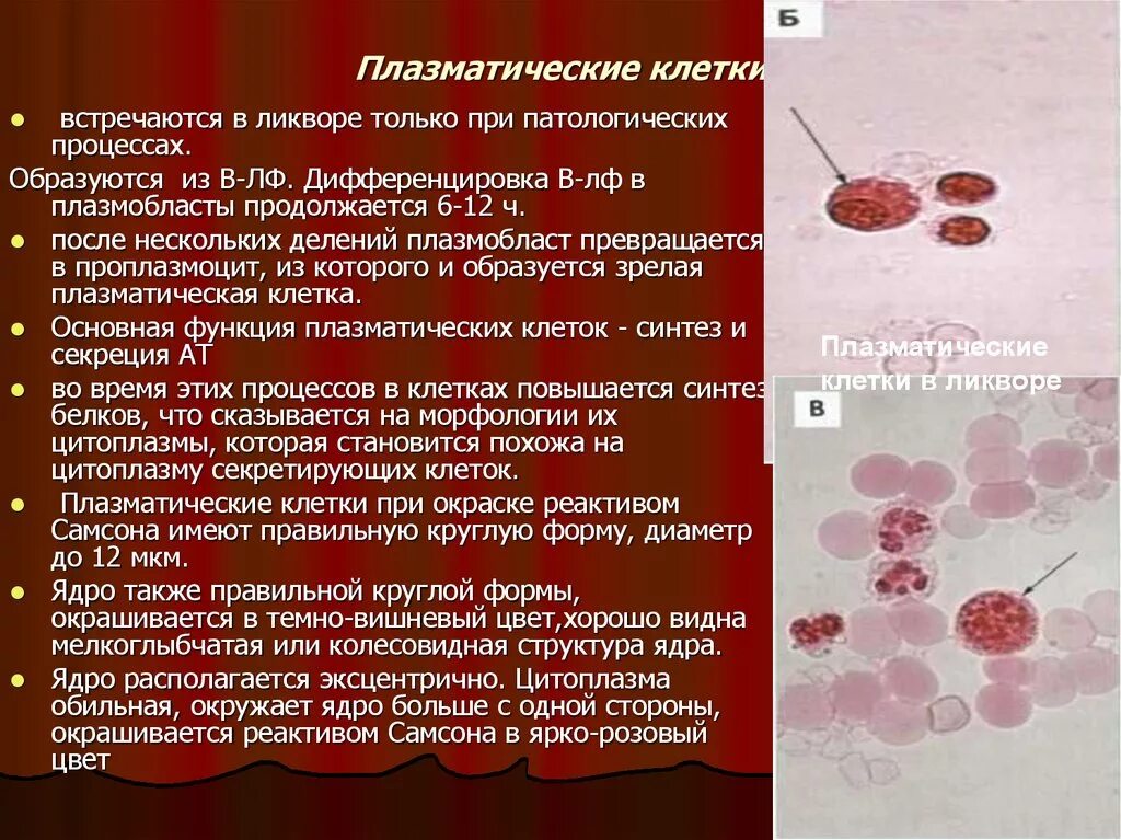 1 плазматическая клетка