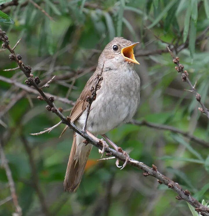 соловей птичка певчая. соловей соловушка. певчие соловьи. соловей поет. соловей обыкновенный гнездо.
