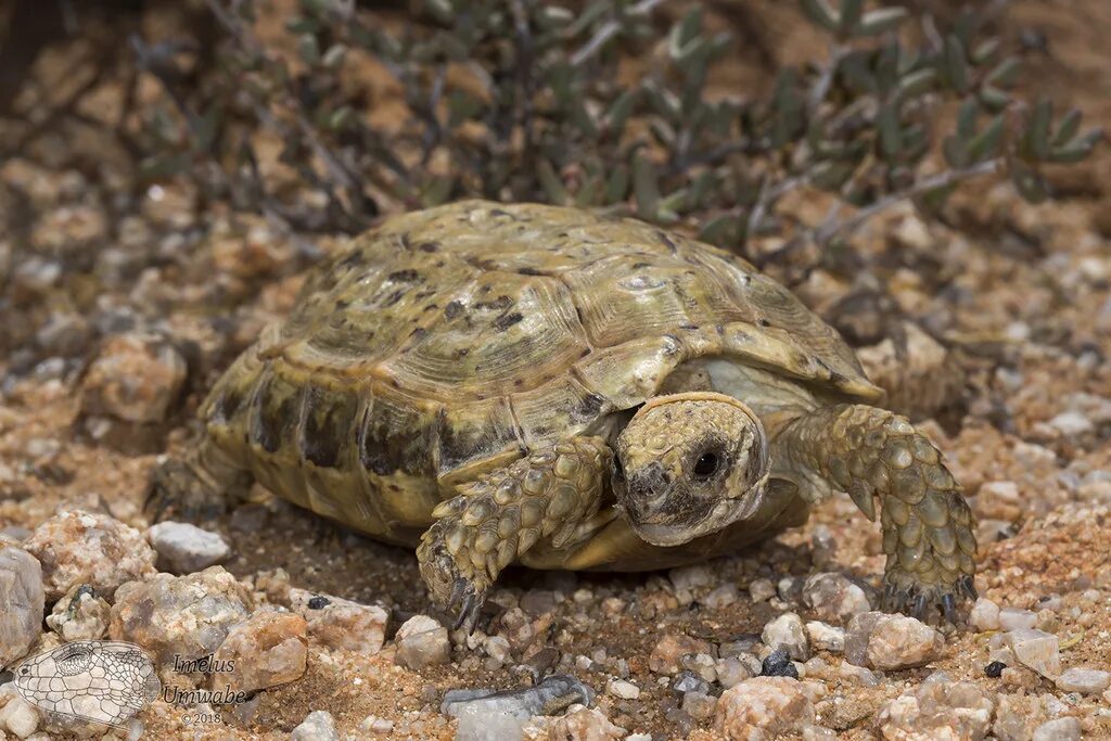 Рождения черепахи. Homopus signatus. Chersobius signatus. Черепахи Speckled Tortoises. Рождение среднеазиатской черепахи.
