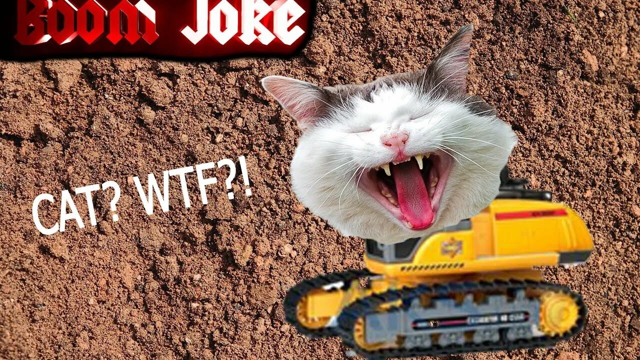 Кот экскаватор видео. Сфинкс кот экскаватор. Кот экскаватор. Сфинкс ест корм gif. Кот экскаватор.