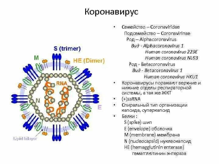Коронавирус 19 строение вируса. Коронавирус строение вируса описание. Коронавирус схема строения вириона. Коронавирус вирус строение рисунок.