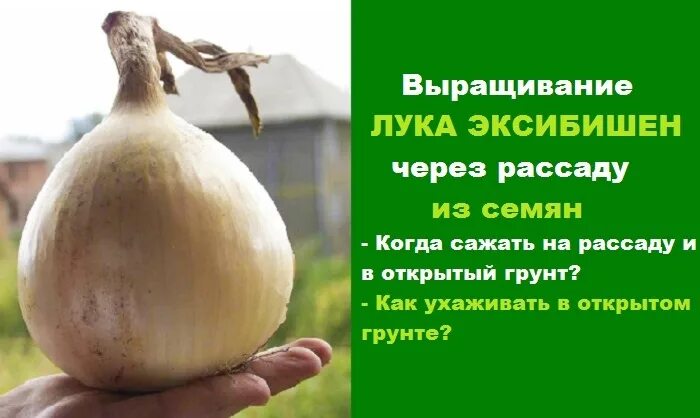 Эксибишен на рассаду в сибири. Посев семян лука эксибишен. лук семенами эксибишен. лук эксибишен посадка семян. лук эксибишен семена сибири.