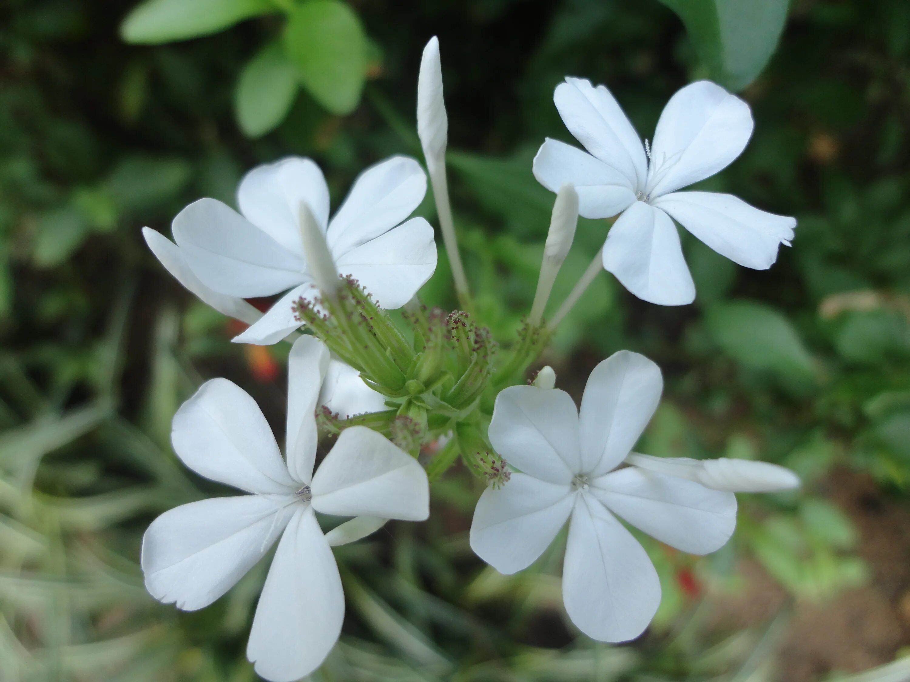 Цветы с сильным запахом. Jasminum Sambac. Jasminum tortuosum. Сампагита(Jasminum Sambac).