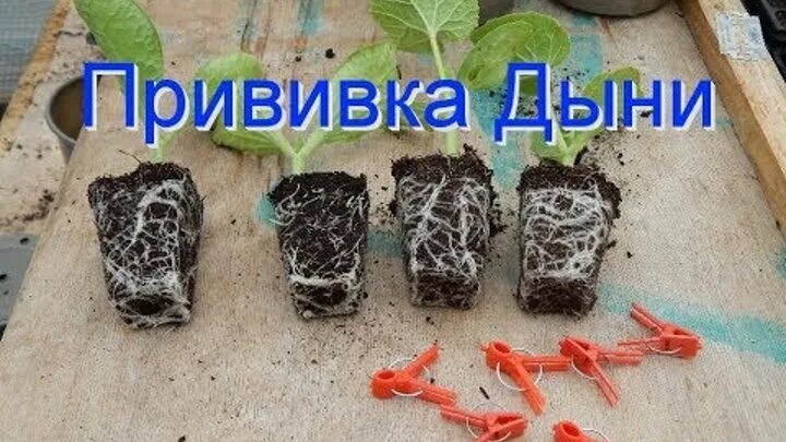Копулировка прививка арбуза на лагенарию. Прививка копулировкой арбуза. Прививка дыни. Прививка арбуза к тыкве язычком. Прививка арбуза видео.