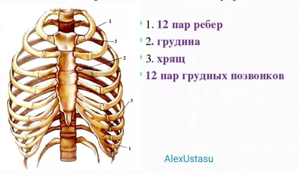 Скелет туловища грудная клетка кости. 1. Грудная клетка (строение грудной клетки и функция. Грудная клетка 12 пар ребер,Грудина,12 грудных позвонков. 2.Скелет туловища. Грудная клетка.