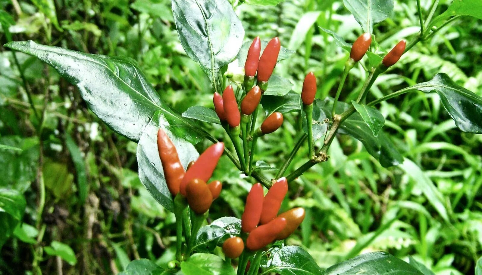 Перец болгарский синильга. Как выглядит растение перец. Листики перец паприка. Как выглядит растение перец. Перец красный чили куст.