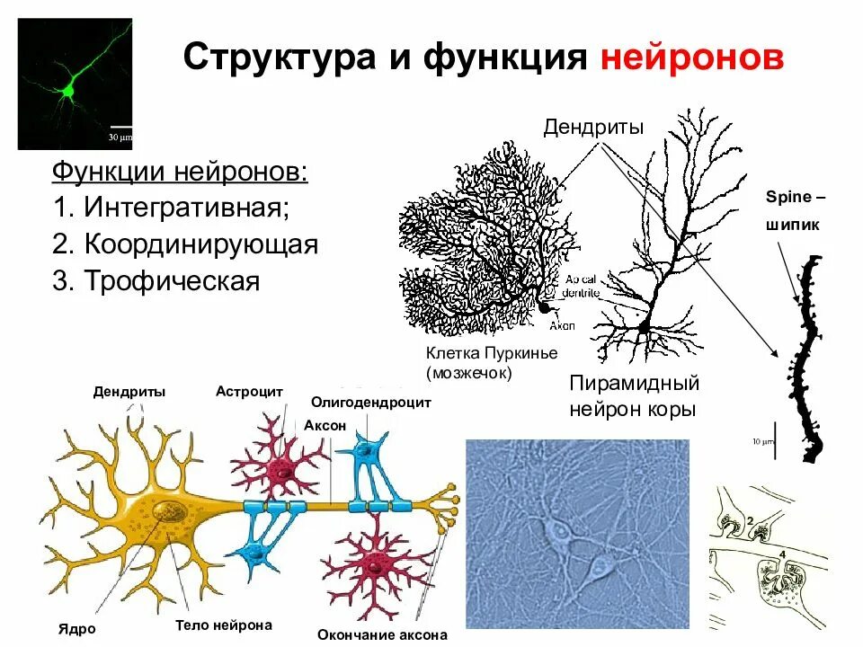 Основная особенность нервной ткани. Функции дендритов нейрона. Нейрон строение и функции. Аксон и дендрит строение и функции. Строение и функции аксона и дендрита.