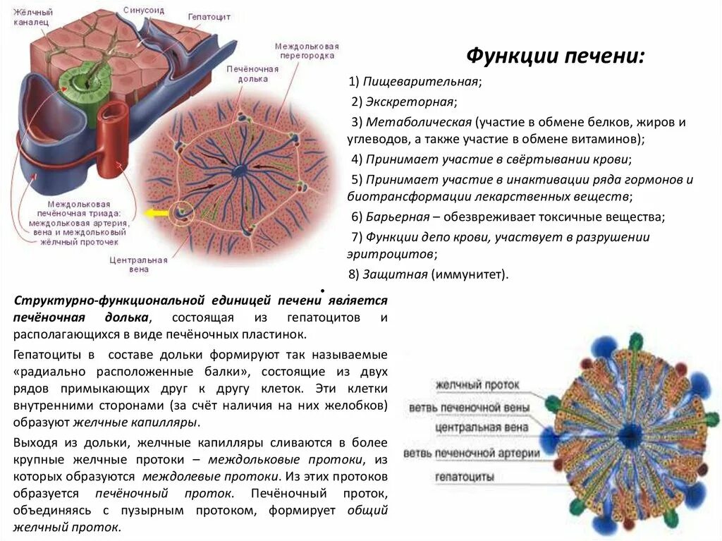 Какие клетки в печени