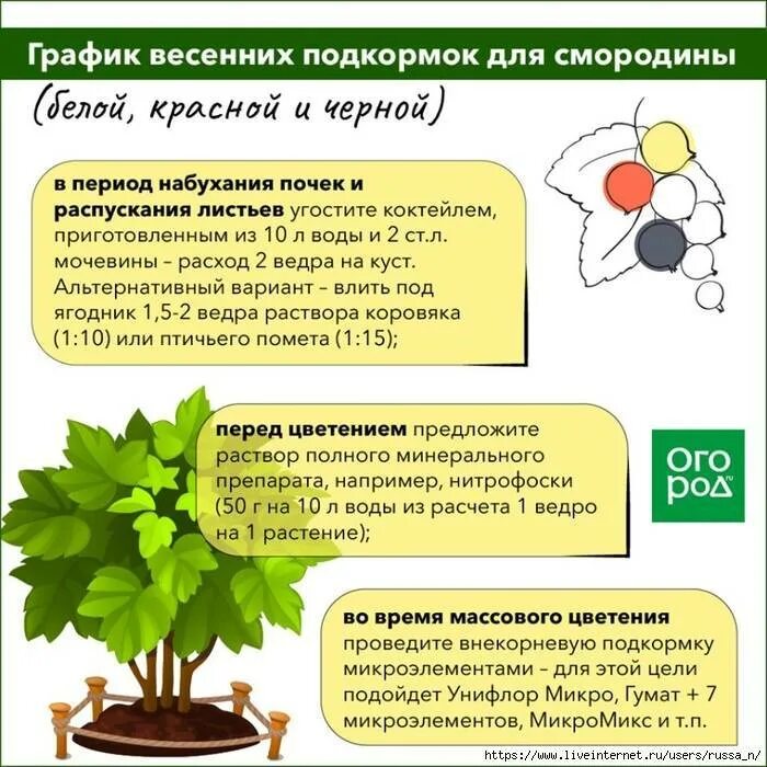 Как часто можно удобрять. Смородина удобрения схема. Схема подкормки чёрной смородины. Внекорневые подкормки деревьев и кустарников. Удобрения для растений.