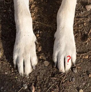 Foot dogs