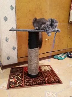Сделай сам коту