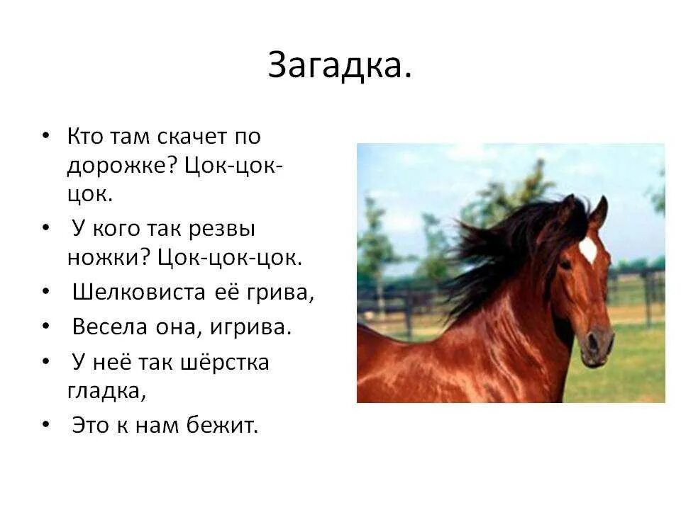 Цок цок текст. Загадка про коня для детей. Загадка про лошадь. Загадка про лошадку. Загадка про лошадку для детей.