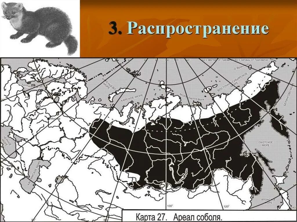 Ареал обитания соболя. Ареал обитания соболя на карте. Ареал обитания соболя в России. Ареал распространения.