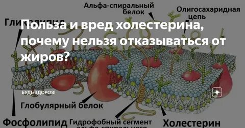 В креветках есть холестерин