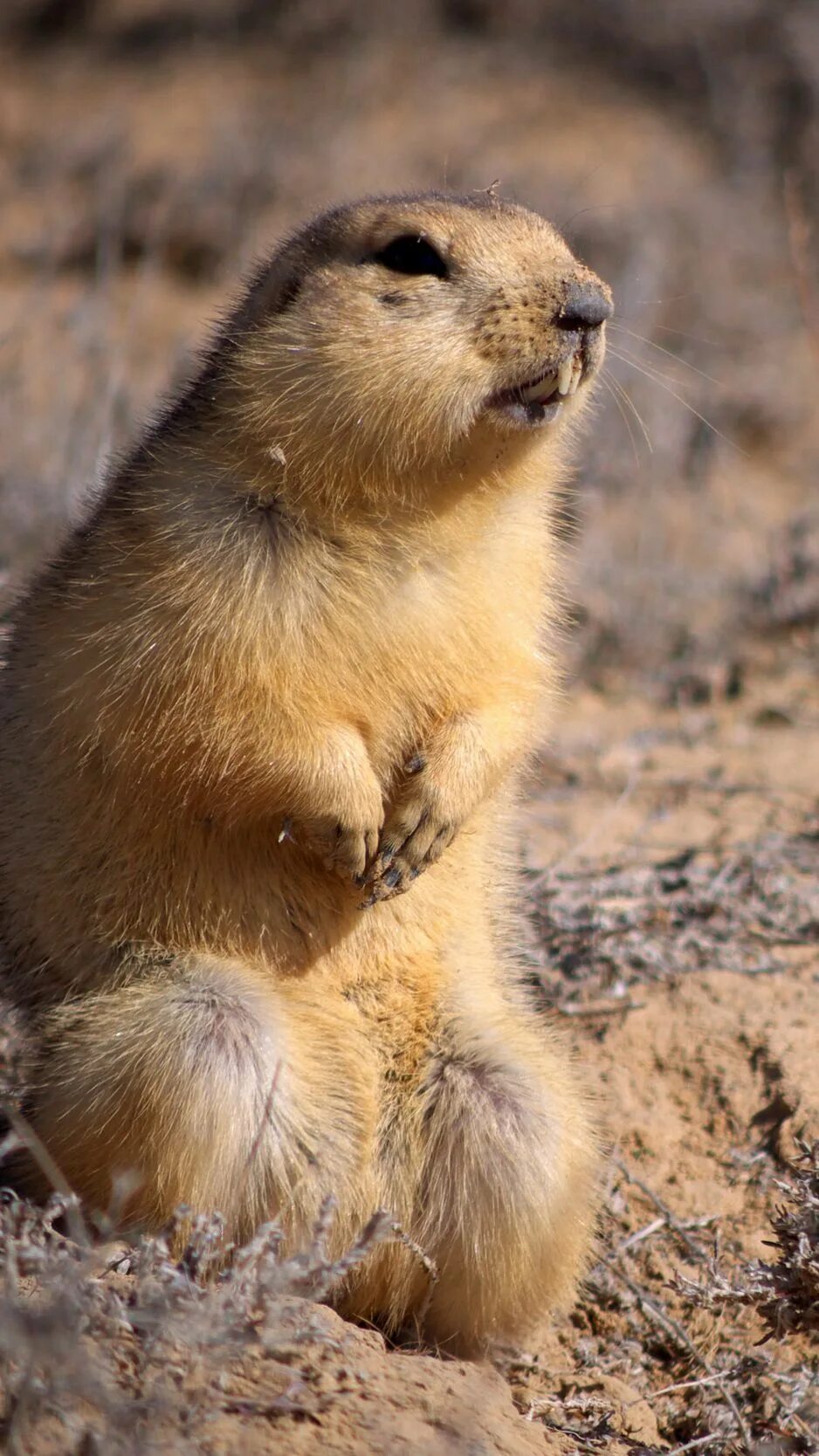 Берингийский суслик камчатка. Суслик. Суслик. Суслик умывается. Боевой суслик.