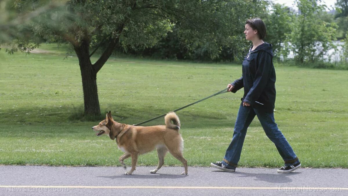 Ronda s dog is not long. Прогулка с собакой на поводке. Поводок для собак. Человек выгуливает собаку. Мужчина выгуливает собаку.