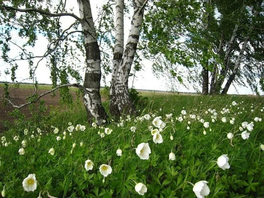 Березовый лес с цветами. Весенняя природа России. Лес весной. Березовая роща с цветами. Березки ромашки