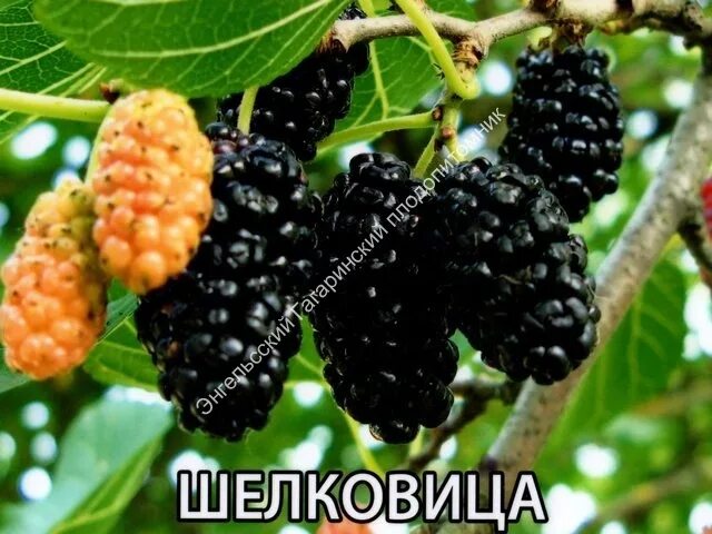 шелковица в ленинградской. шелковица в ленинградской.