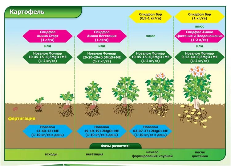 Вегетация растений что это простыми словами. Схема внекорневых подкормок картофеля. Этапы роста картофеля. Фазы развития картофеля. Стадии роста картофеля.