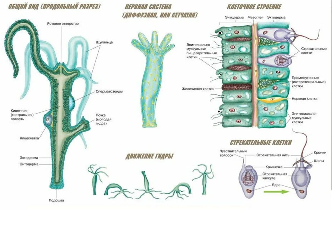 Какие клетки у кишечнополостных обеспечивают процесс регенерации. Гидра Кишечнополостные. Тип Кишечнополостные строение гидры. Тип Кишечнополостные внутреннее строение. Внутреннее строение гидры.