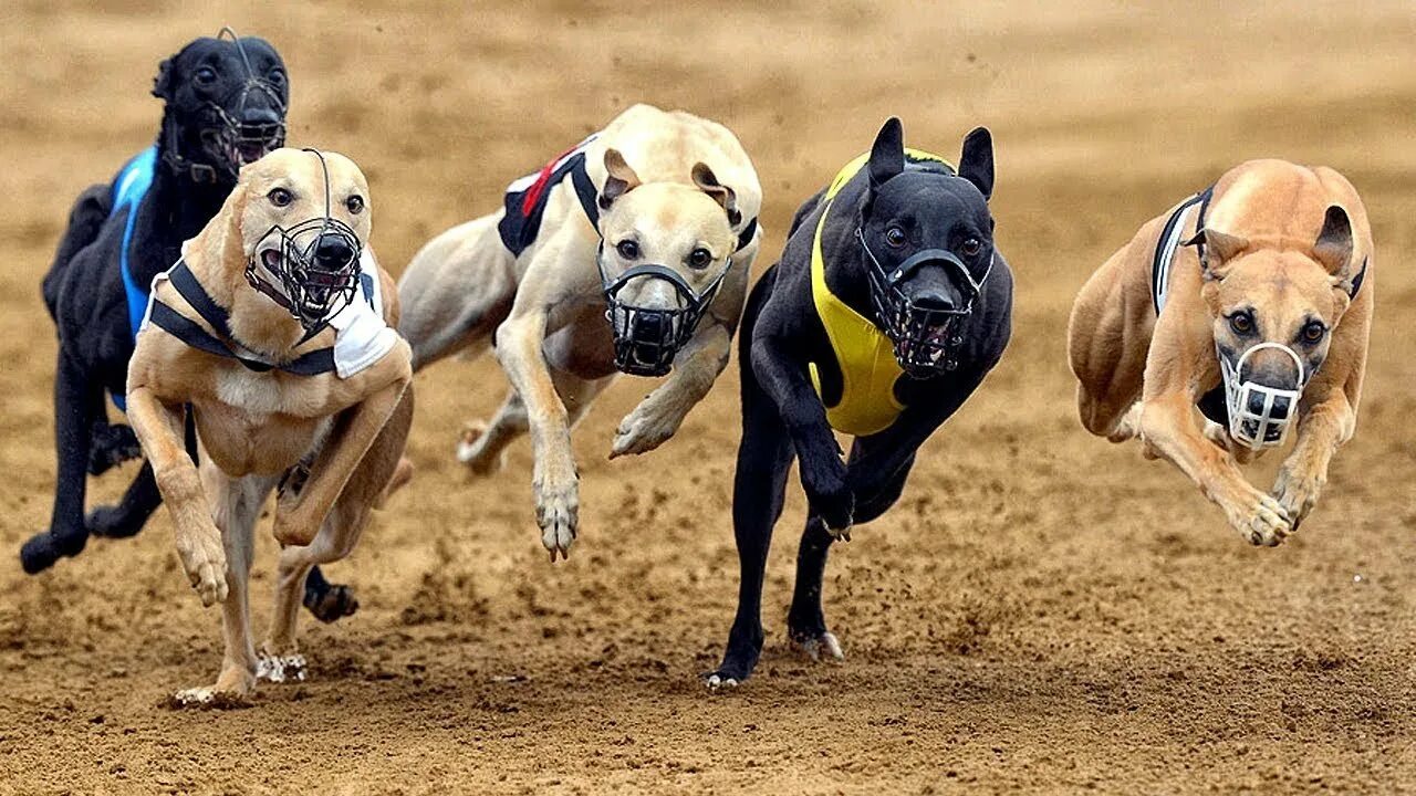 Собаки бегуны. Собачьи бега Грейхаундов. Уиппет собака. Грейхаунд бега курсинг. Спортивные собаки.
