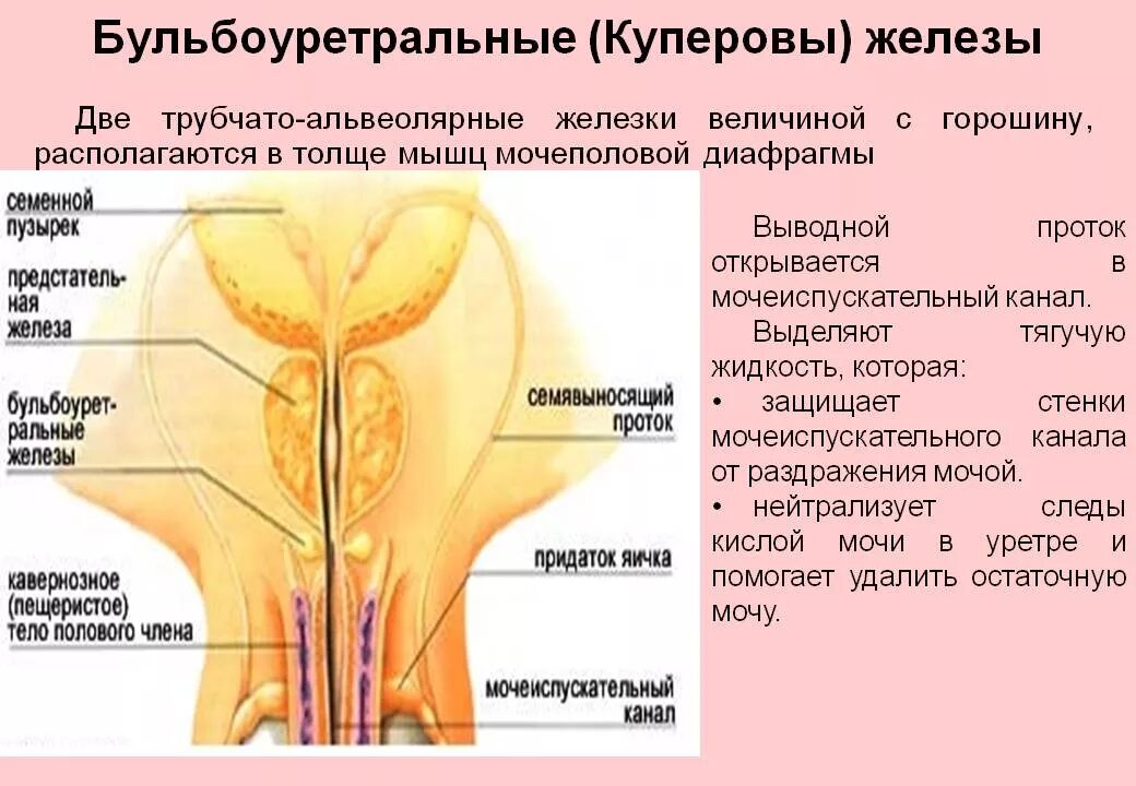 Железы женских органов. Бульбоуретральные железы строение и функции. Бульбоуретральные железы строение анатомия. Бульбоуретральная Куперова железа функции. Буль бо уретральный железы функции.