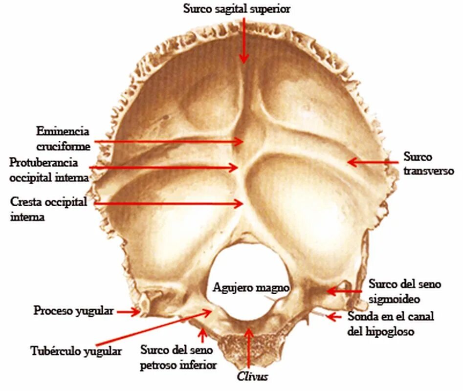 Linea nuchalis