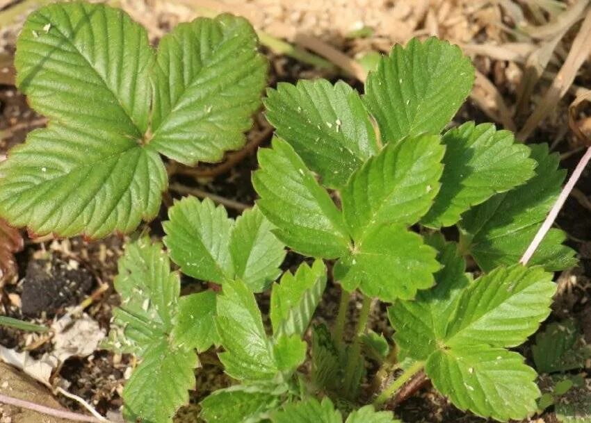 Клубника не цветет. Земляника ремонтантная цветет. Куст клубники. Клубника не плодоносит. Цветение земляники.