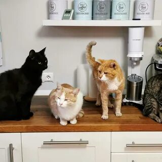 Is the cat in the kitchen