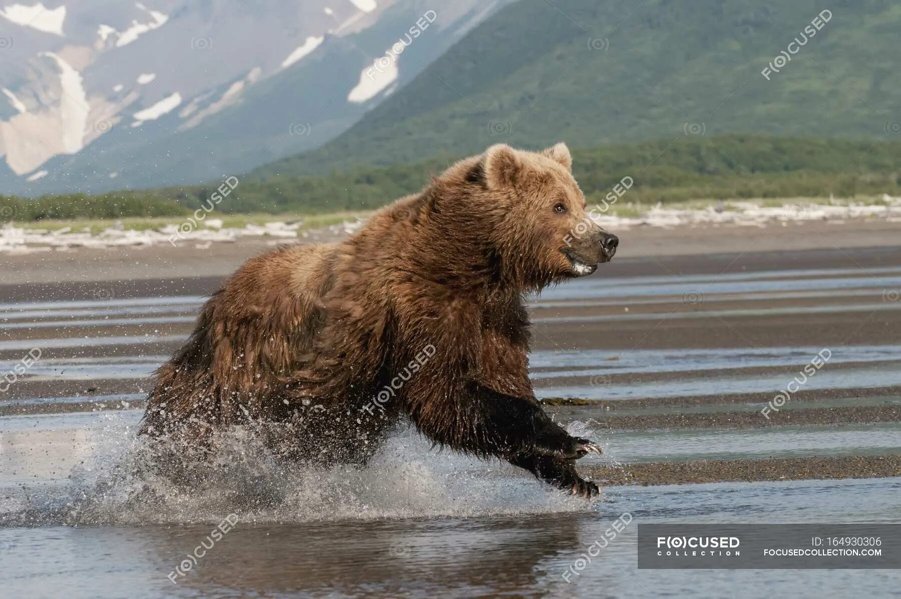 Медведь бежит. Скорость медведя. Скорость бега медведя. Скорость медведя Гризли.